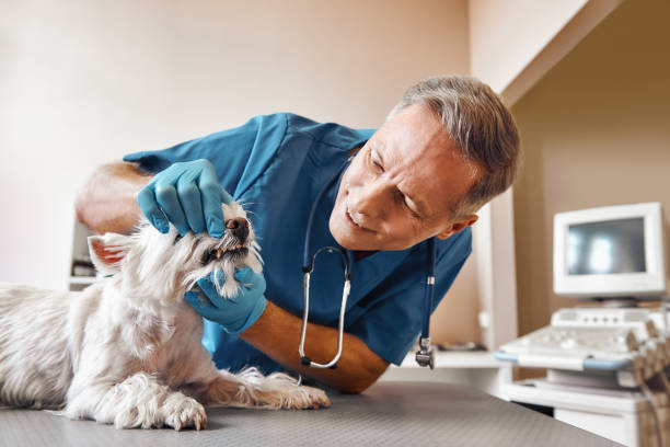 Best Pediatric Emergency Dentist in Chatmoss, VA